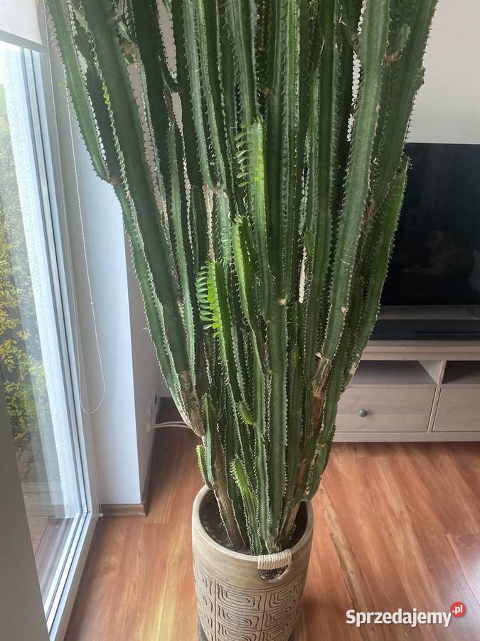 Ogromny i imponujący wilczomlecz do dużego sprzedam