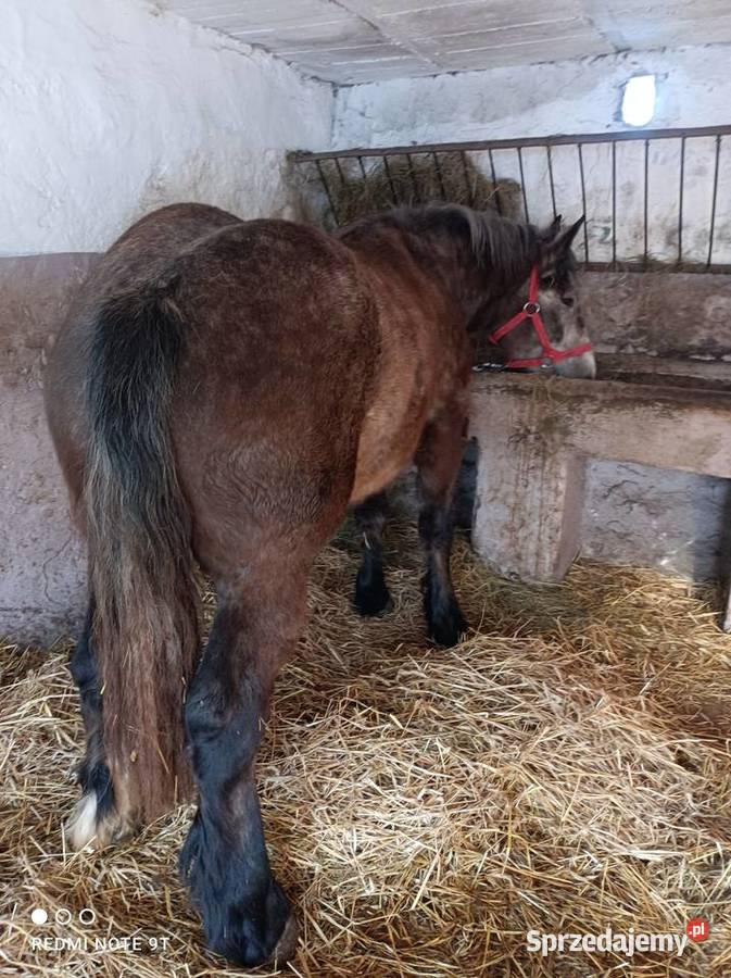 Klacz zimnokrwista Żuromin