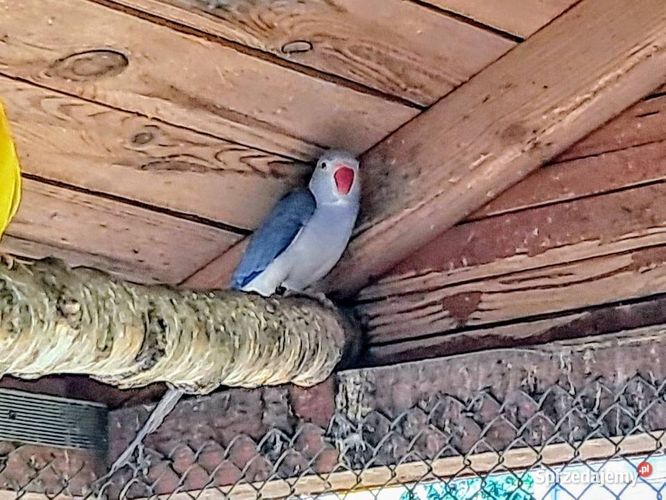 Aleksandretta obrożna Fiolet GO Sieraków