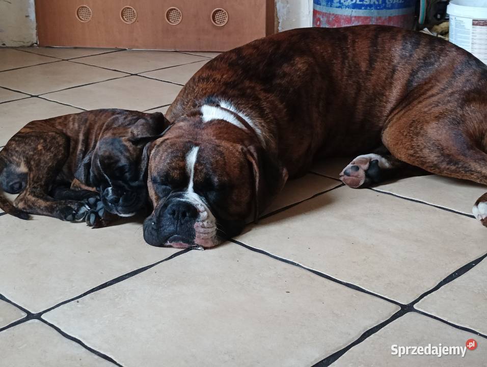 Pies reproduktor Łęczna