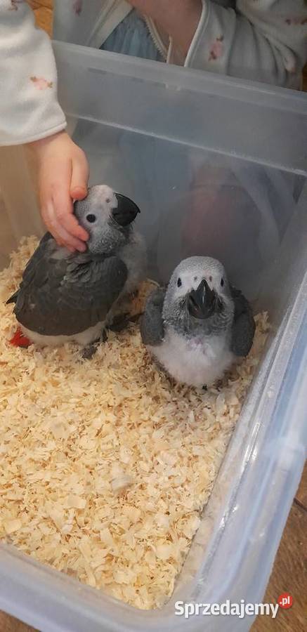 Żako Kongijskie 2026 opolskie Głubczyce