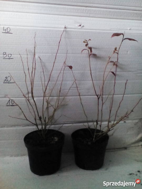 sadzonki borówki amerykańskiej 2L Zgierz