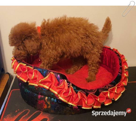 Pudel Toy Miniaturka śliczny i zdrowy pudelek Częstochowa sprzedam