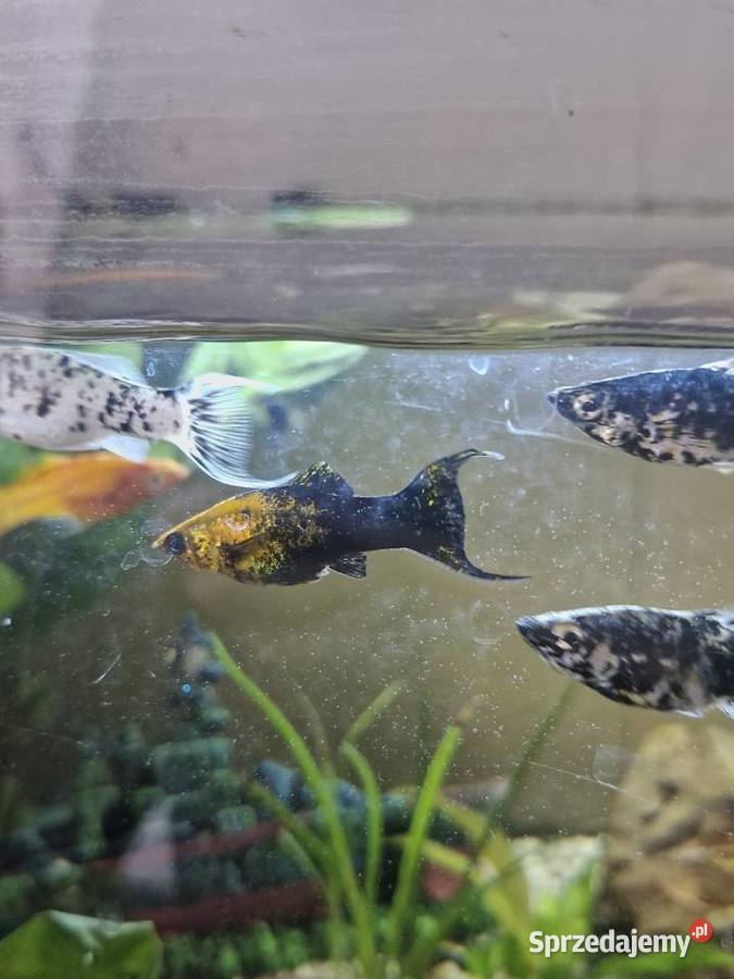 Molinezje księżycowe WYSYŁKA Zawiercie