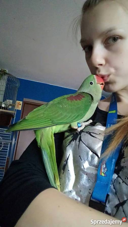 Aleksandretta większą recznie karmiona z genem łódzkie Zgierz