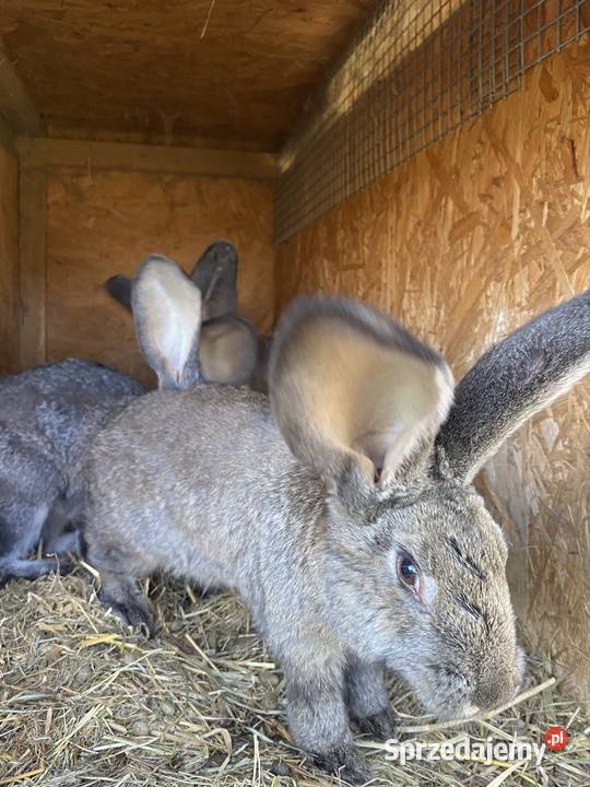 Króliki Rexy Belgi miniaturki lubelskie Krupe sprzedam