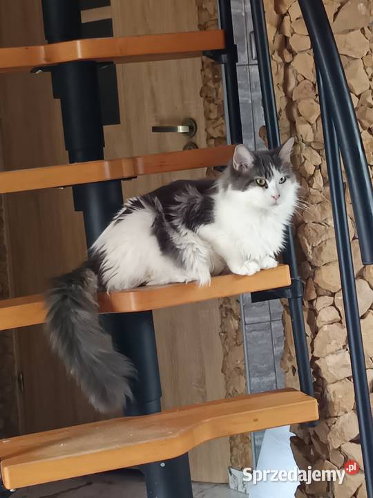 Kotka rasy Maine coon z rodowodem zaplecze