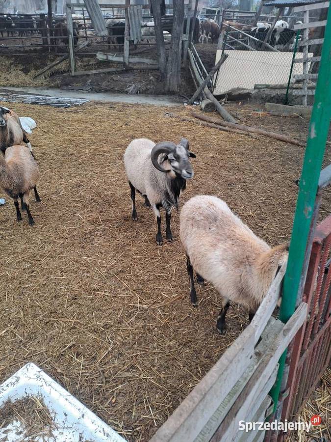 Owca kamerunska łódzkie Wyszanów