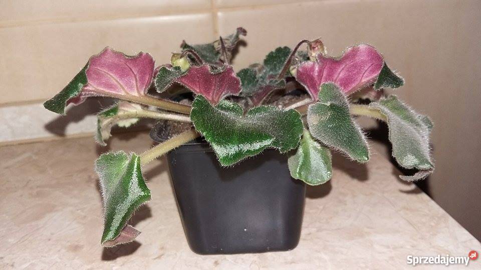 Fiołek afrykański Robs Antique Rose duży z