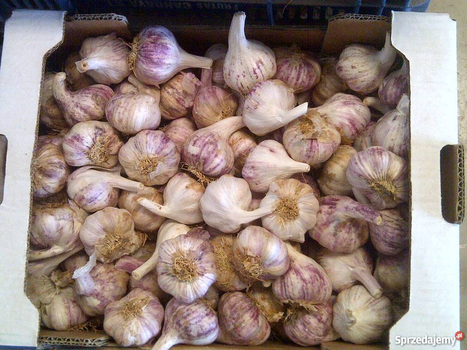 Hiszpański wiosenny fioletowy 590 kal5055 łódzkie Łódź sprzedam