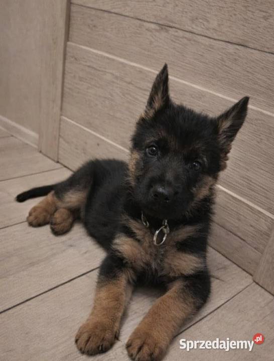 Owczarek Niemiecki długowłosy kujawsko-pomorskie Sosnowo