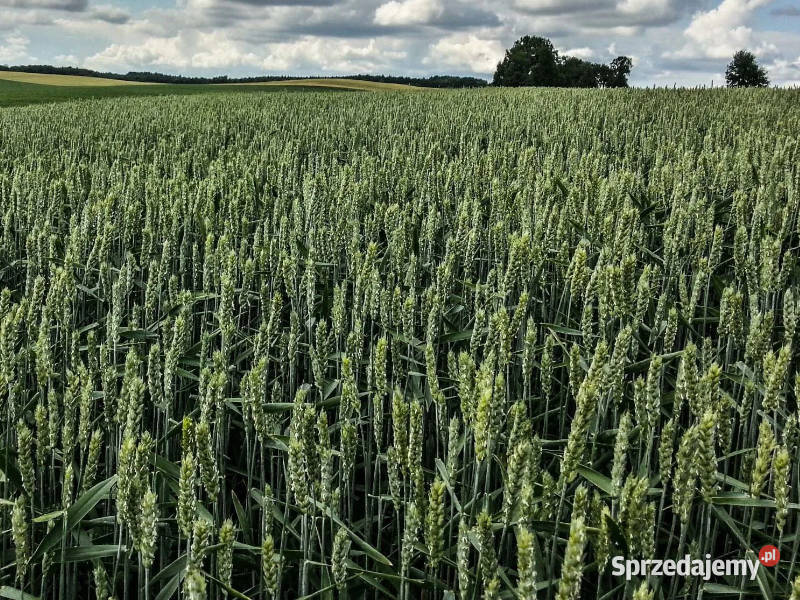 Pszenica jara kwalifikowana C1 LENNOX przewódka Brodnica