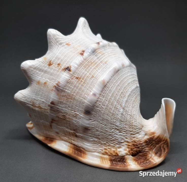 Muszla Przyłbica rogata Lublin