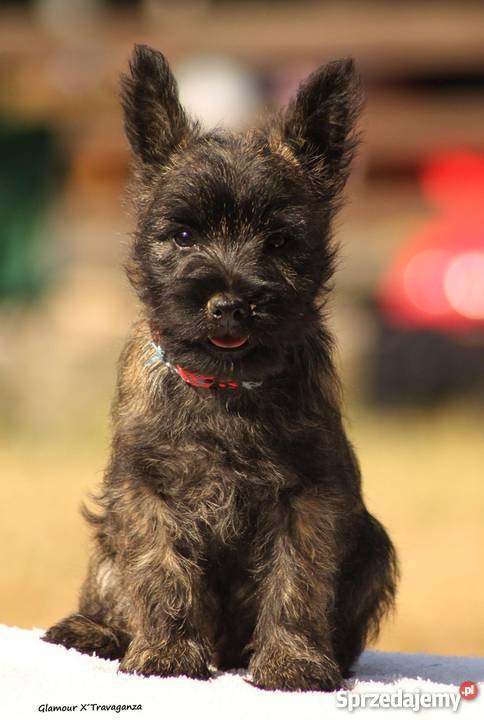 CAIRN TERRIER rodowodowe szczenięta Championach Kraków