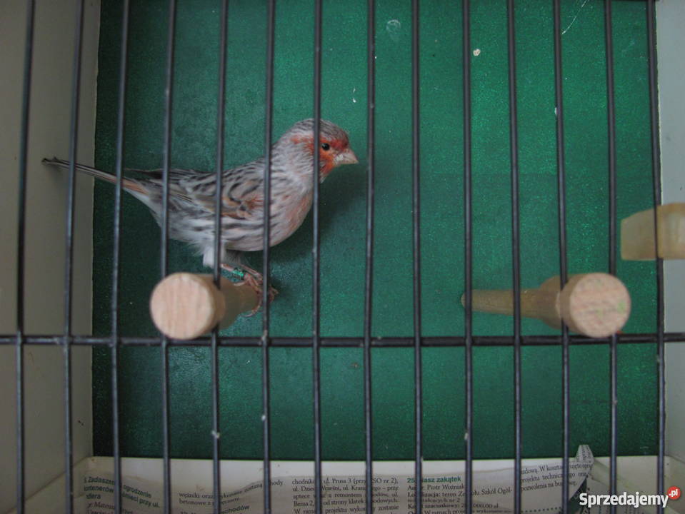 kanarki agatowe czerwona mozaika śląskie Dąbrowa Górnicza