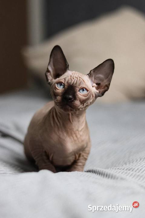 Sfinks kanadyjski śląskie Piekary Śląskie