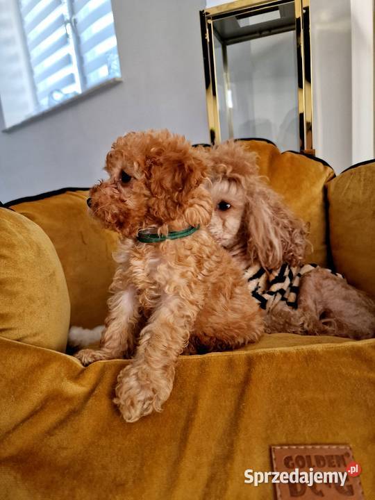 Pudelki toy do odbioru tatus FCI Zwierzęta Jasło