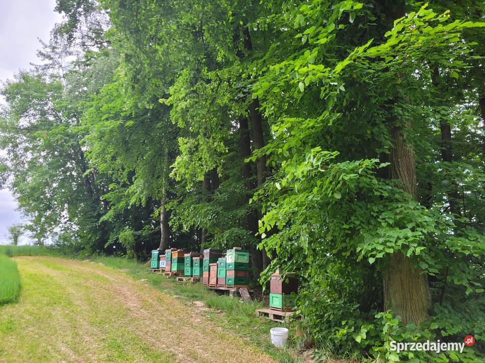 Zdrowe Przezimowane Rodziny Pszczele 2026 Lublin