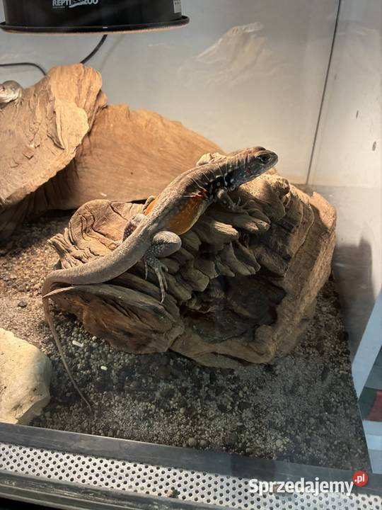 Agama Motylowa Opole