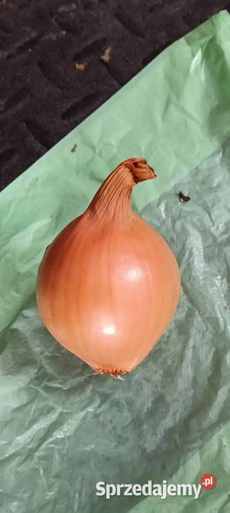 Warzywa Warzywa lubelskie Chełm