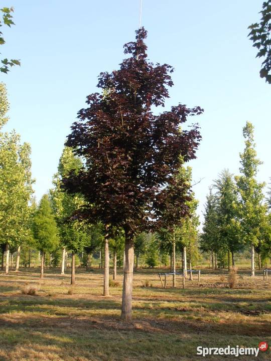 Drzewa formowane Lipy formowane Drzewa Liściaste łódzkie Łódź sprzedam