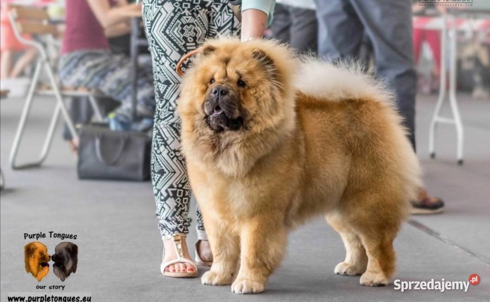 Chow Chow z rodowodem ZKwP oddział Bielsko Biała małopolskie
