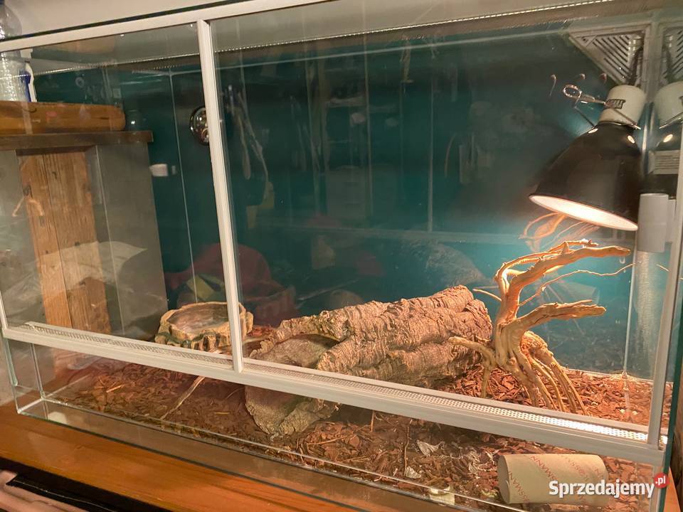 Terrarium z wyposażeniem Terrarystyka