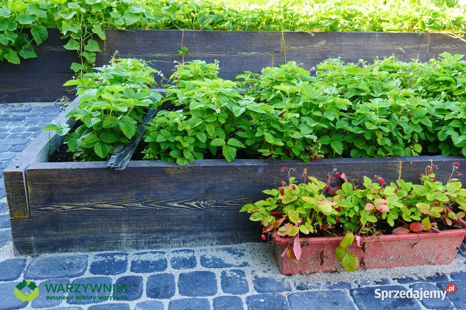 Warzywnik betonowy Skrzynia na warzywa Rabata Łódź sprzedam