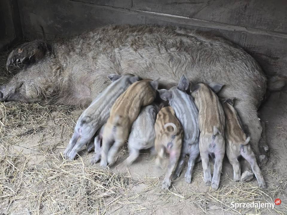Świnie Mangalice Izdebnik