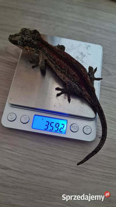 Gekon gargulcowy samica 4 sztuki śląskie Bielsko-Biała sprzedam