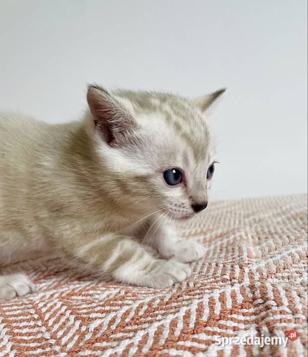 Vanillia snow marble mink bengal girl