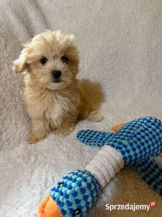 Maltipoo malutkie Maltańczykpudel toy Bielany Wrocławskie