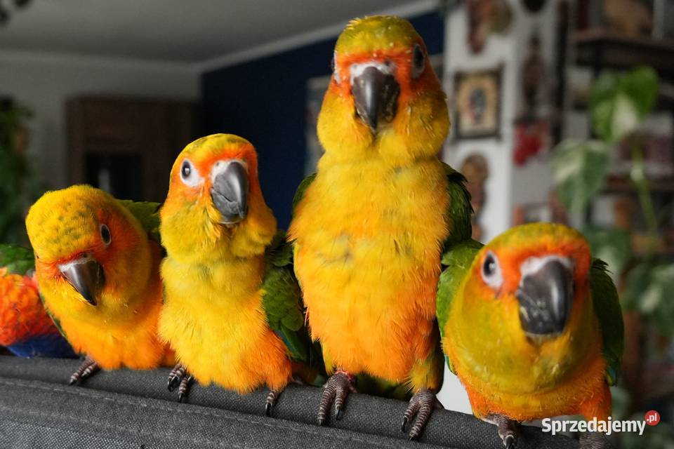 Konura słoneczna konury słoneczne Skarszewy sprzedam