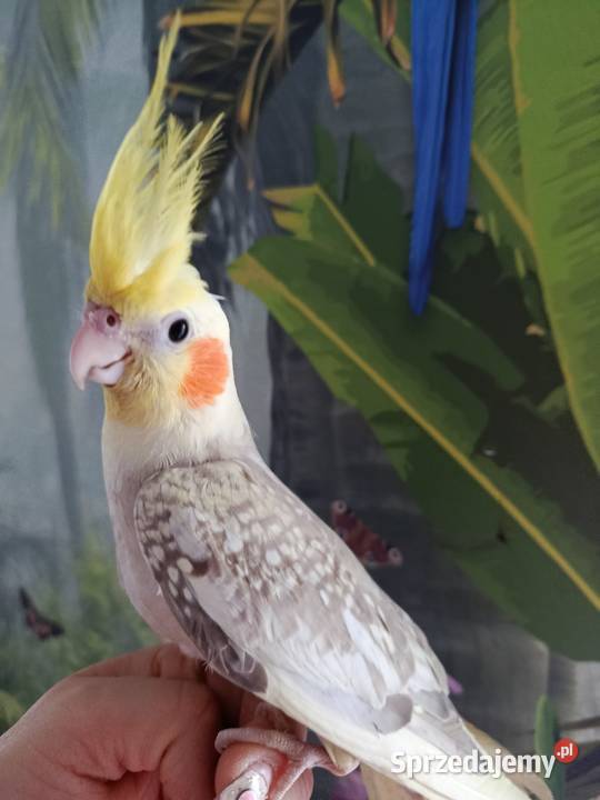Papuga nimfa ręcznie karmiona oswojona