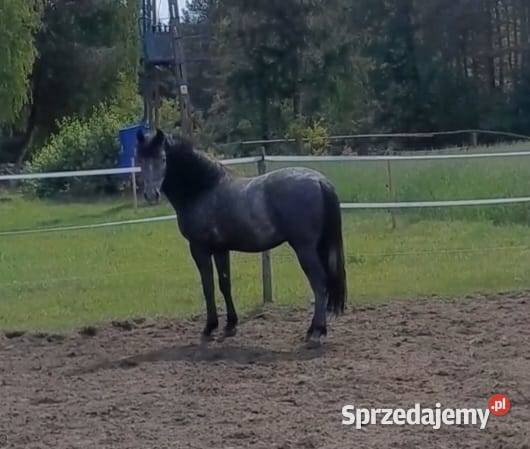 Siwy Wałach krzyżówka Ślązak Hucuł Ręczno sprzedam