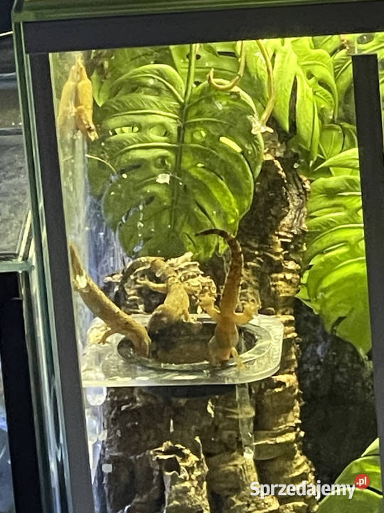 Gekon płaczący Lepidodactylus lugubris Zwierzęta mazowieckie