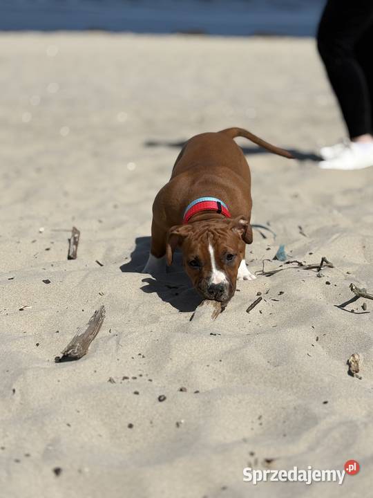 Amstaff FCI gotowy do odbioru szczeniak