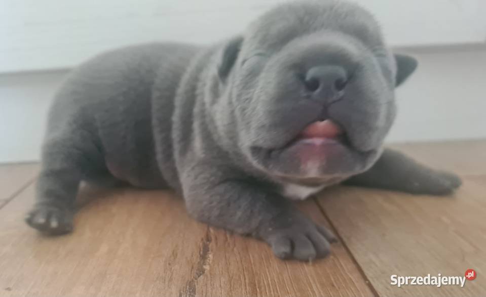 American Bully Pocket Abkc Okonek