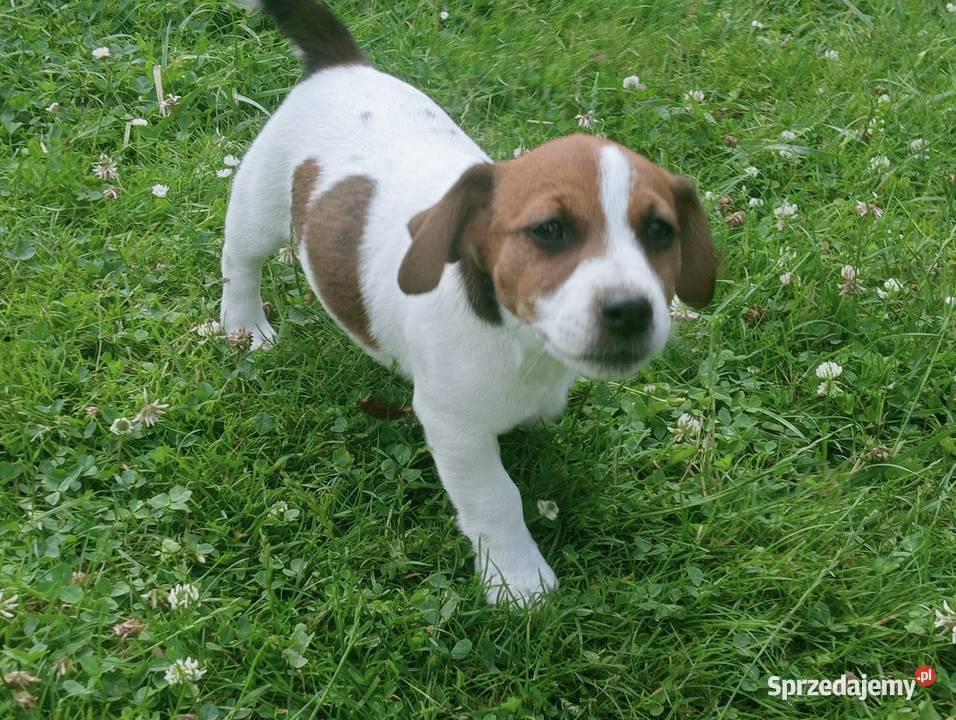 Jack Russell Terrier FCI ZKwP Wroclaw Jack Russell Terrier dolnośląskie Wrocław