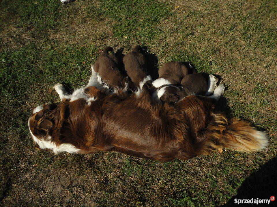 Super Border Collie zachodniopomorskie Szczecin