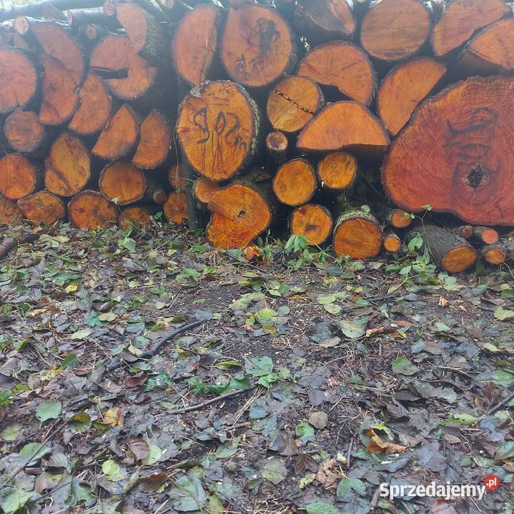 Olcha Kominkowe opalowe do wędzenia Opał Legnica