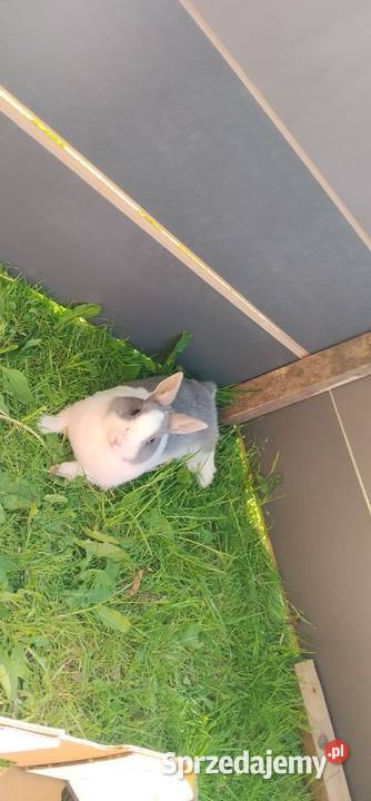 Sprzedam króliczki każełki mini tedi Zwierzewo