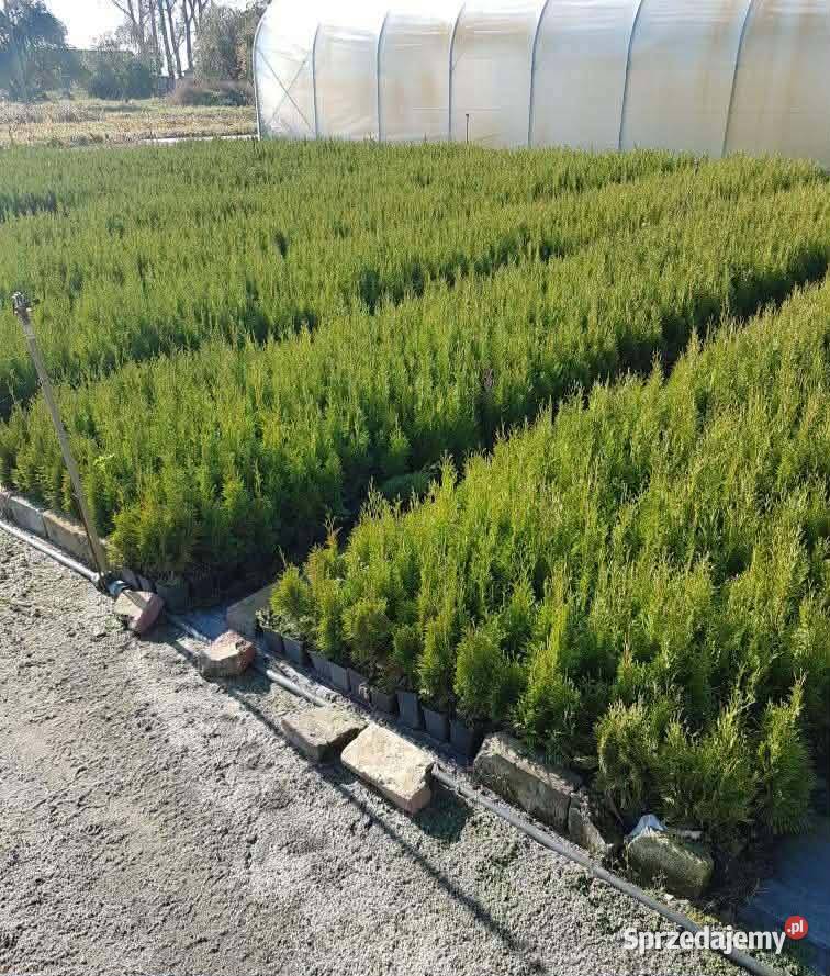 Tuja szmaragd 250 P9 Grodzisk Mazowiecki