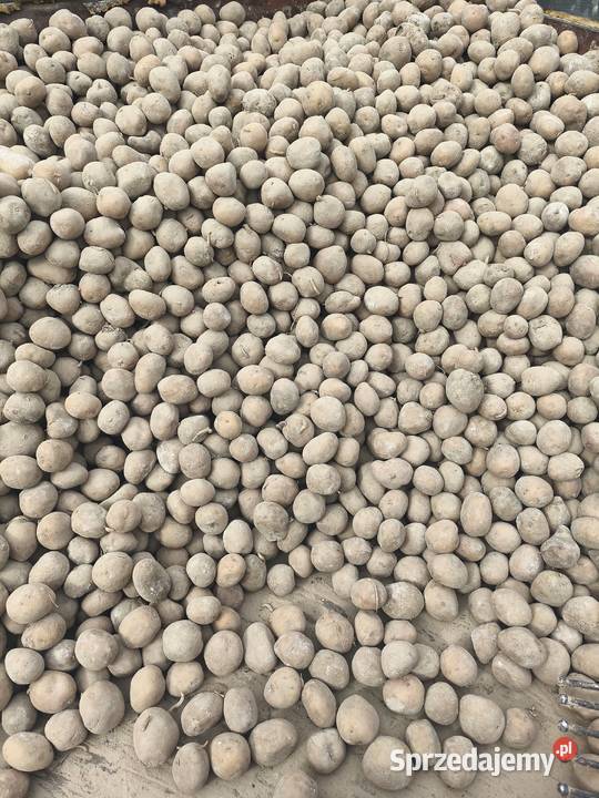 ziemniaki Irga Bellarosa Denar Rolnictwo lubelskie Łęczna