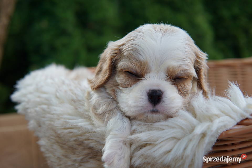 Szczenięta Cavalier King Charles Spaniel podkarpackie Rzeszów