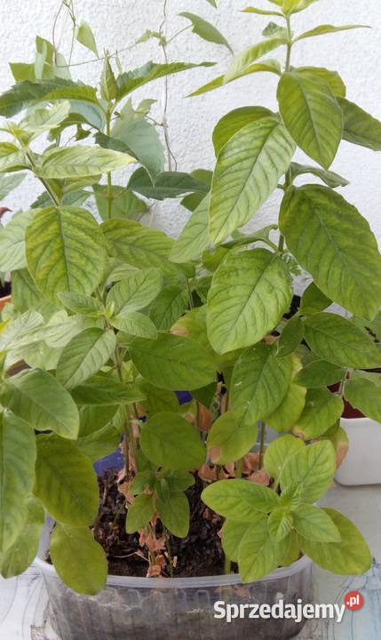 Tojeść kropkowana roślina wieloletnia Łódź