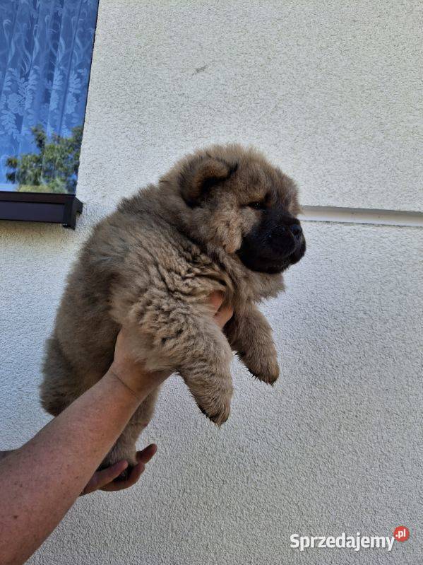 Misie chow chow