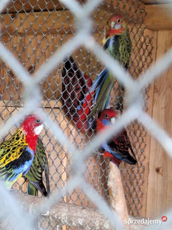 Rozele krolewskie śląskie Krzyżanowice