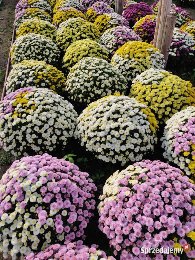 Chryzantemy Hurt Detal różne kolory dolnośląskie Jawor