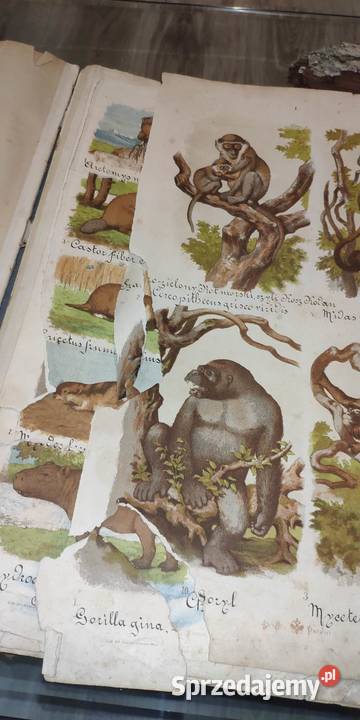Atlas zoologii botaniki i mineraologii 1887 Nowe Gronowo